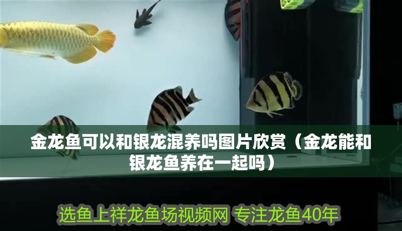 金龍魚可以和銀龍混養嗎圖片欣賞（金龍能和銀龍魚養在一起嗎）