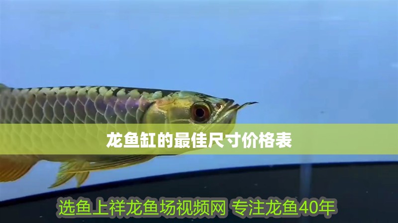 龍魚缸的最佳尺寸價格表