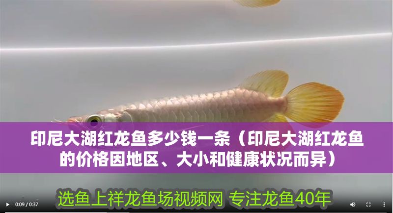 印尼大湖紅龍魚多少錢一條（印尼大湖紅龍魚的價格因地區、大小和健康狀況而異）