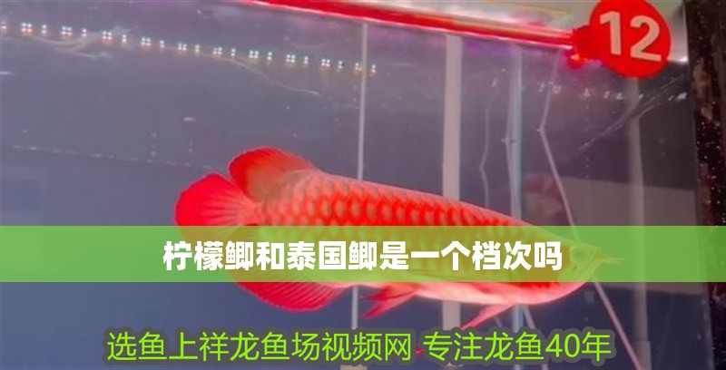 檸檬鯽和泰國鯽是一個檔次嗎