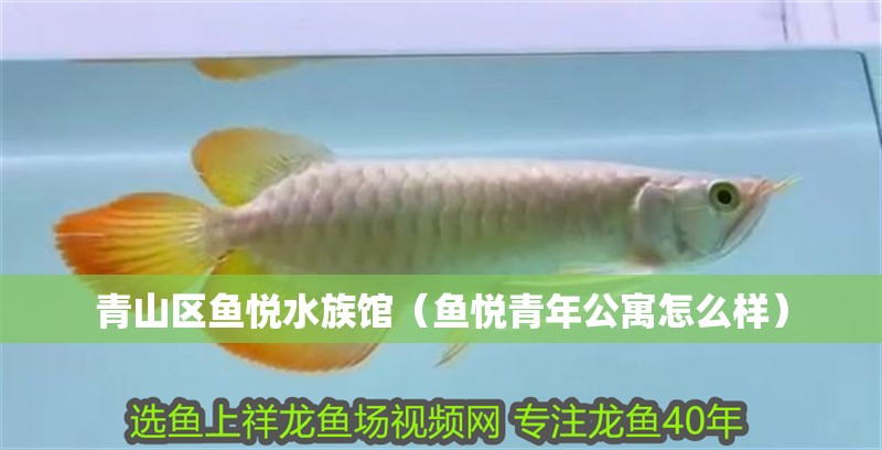 青山區魚悅水族館（魚悅青年公寓怎么樣）