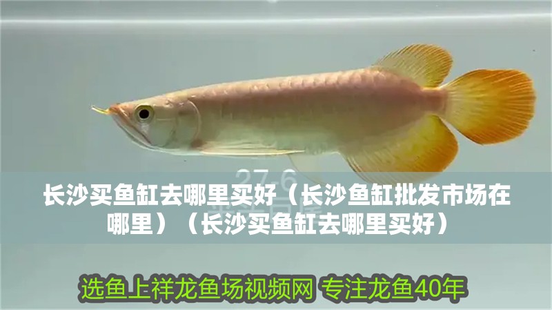長沙買魚缸去哪里買好（長沙魚缸批發市場在哪里）（長沙買魚缸去哪里買好）