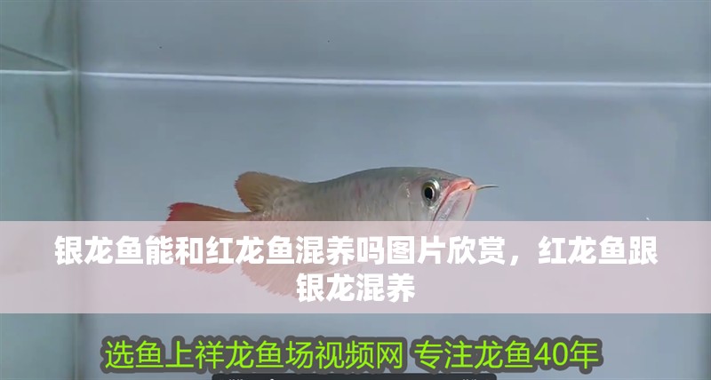 銀龍魚能和紅龍魚混養(yǎng)嗎圖片欣賞，紅龍魚跟銀龍混養(yǎng)