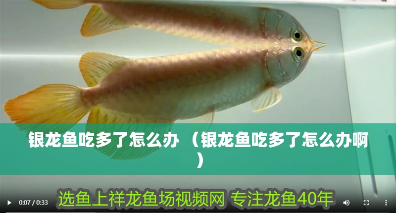 銀龍魚(yú)吃多了怎么辦 （銀龍魚(yú)吃多了怎么辦啊）