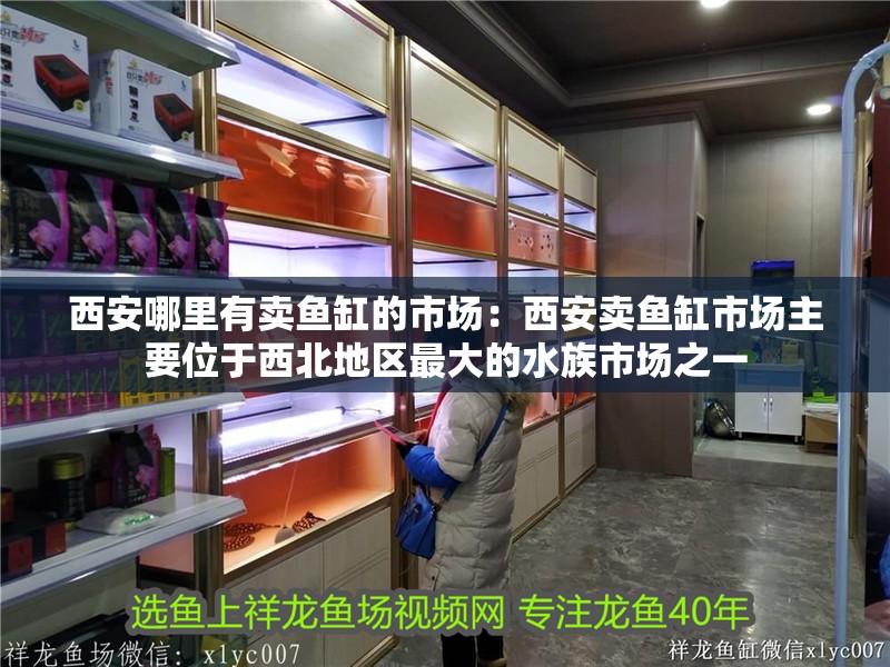 西安哪里有賣魚缸的市場：西安賣魚缸市場主要位于西北地區最大的水族市場之一
