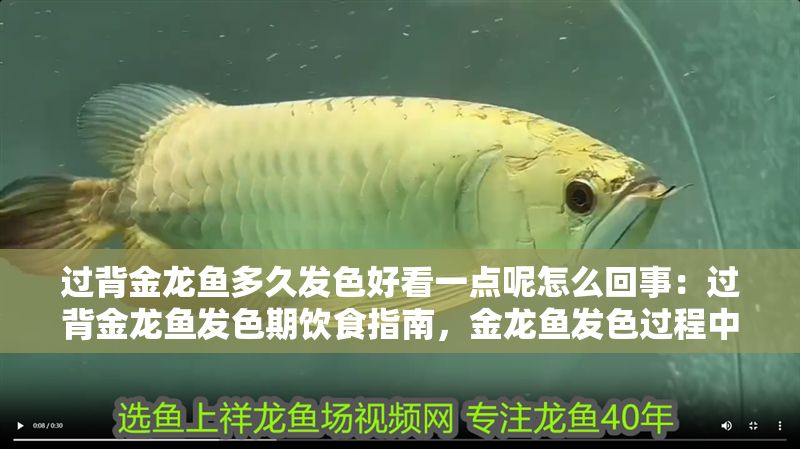 過背金龍魚多久發(fā)色好看一點(diǎn)呢怎么回事：過背金龍魚發(fā)色期飲食指南，金龍魚發(fā)色過程中常見問題