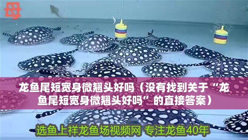 龍魚尾短寬身微翹頭好嗎（沒有找到關于“龍魚尾短寬身微翹頭好嗎”的直接答案）