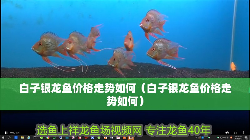 白子銀龍魚價格走勢如何（白子銀龍魚價格走勢如何）