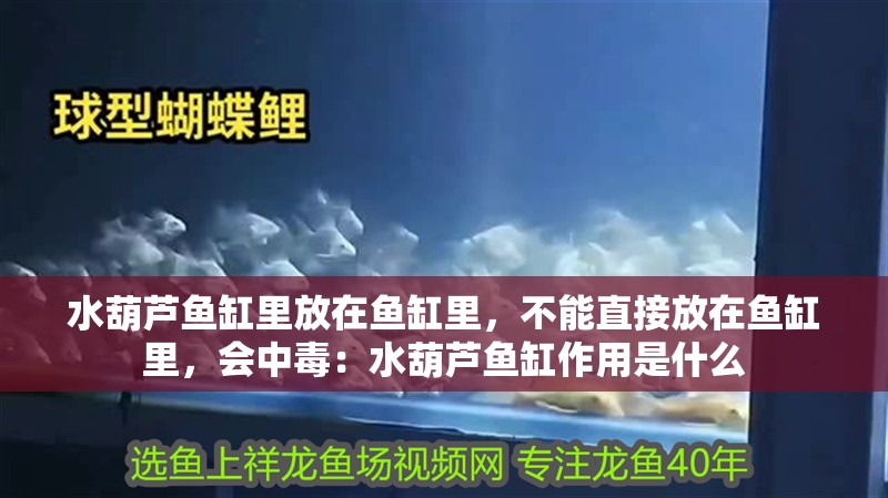 水葫蘆魚(yú)缸里放在魚(yú)缸里，不能直接放在魚(yú)缸里，會(huì)中毒：水葫蘆魚(yú)缸作用是什么
