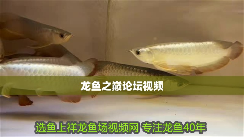 龍魚之巔論壇視頻