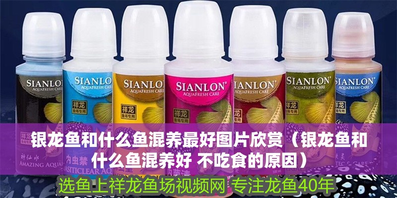 銀龍魚和什么魚混養最好圖片欣賞（銀龍魚和什么魚混養好 不吃食的原因）