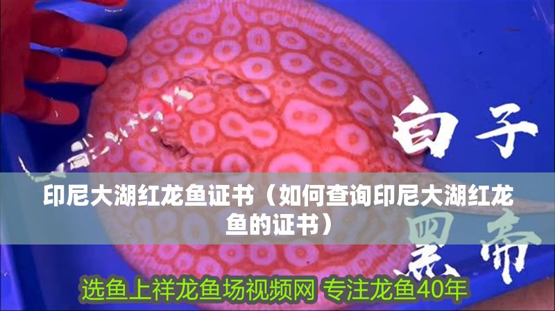 印尼大湖紅龍魚證書（如何查詢印尼大湖紅龍魚的證書）