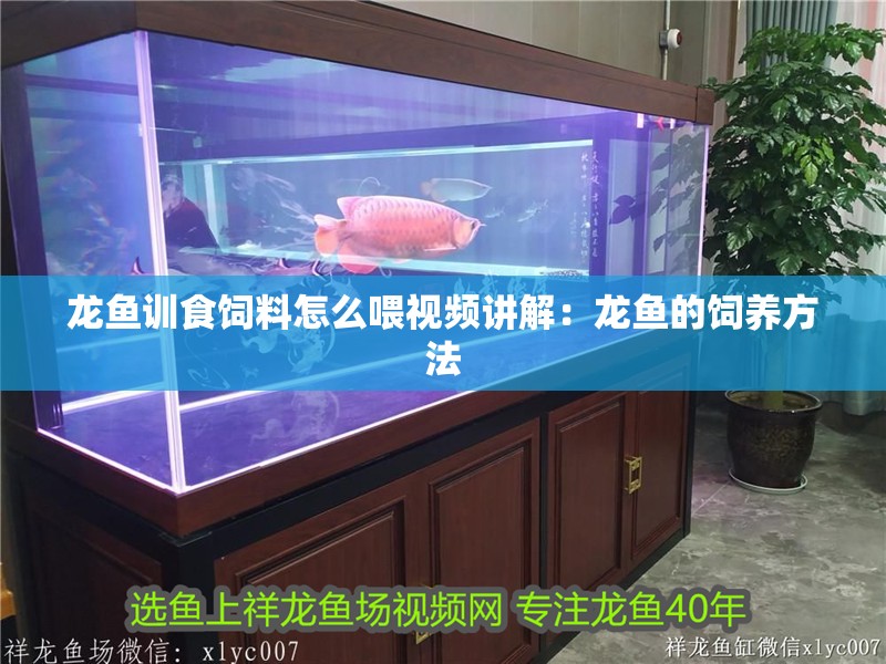 龍魚訓食飼料怎么喂視頻講解：龍魚的飼養(yǎng)方法