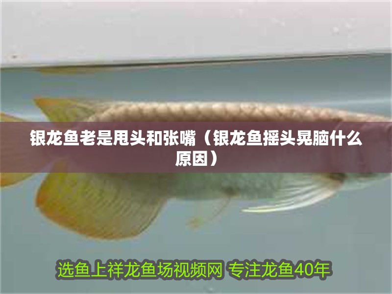 魚缸用增氧泵價格是多少:魚缸增氧機-xtrac增氧機-xtrac增氧機 銀龍魚老是甩頭和張嘴(銀龍魚搖頭晃腦什么原因) 銀龍魚百科 銀龍魚老是甩頭和張嘴(銀龍魚搖頭晃腦什么原因) 銀龍魚老是甩頭和張嘴(銀龍魚搖頭晃腦什么原因) 銀龍魚百科