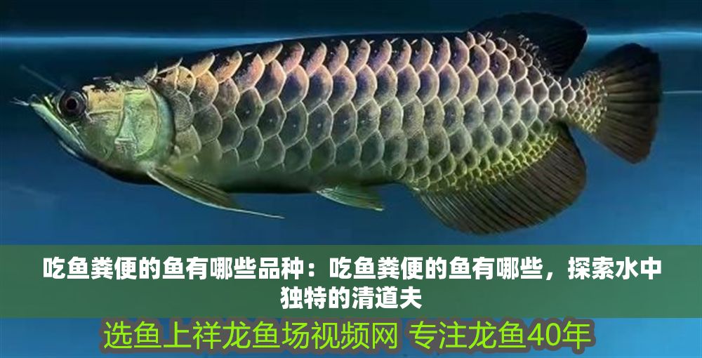 吃魚(yú)糞便的魚(yú)有哪些品種：吃魚(yú)糞便的魚(yú)有哪些，探索水中獨(dú)特的清道夫