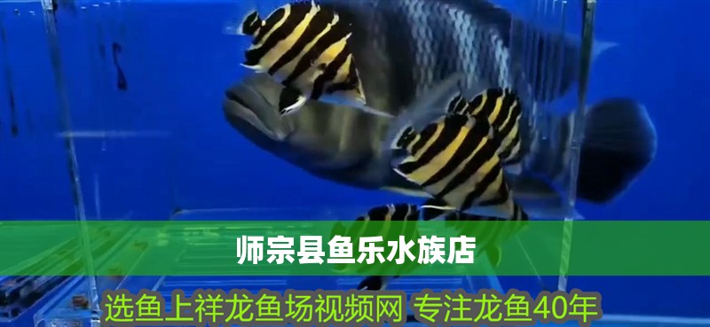 師宗縣魚樂水族店