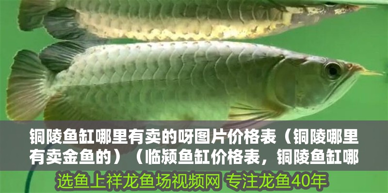 銅陵魚缸哪里有賣的呀圖片價格表（銅陵哪里有賣金魚的）（臨潁魚缸價格表，銅陵魚缸哪里有賣的呀圖片價格表）