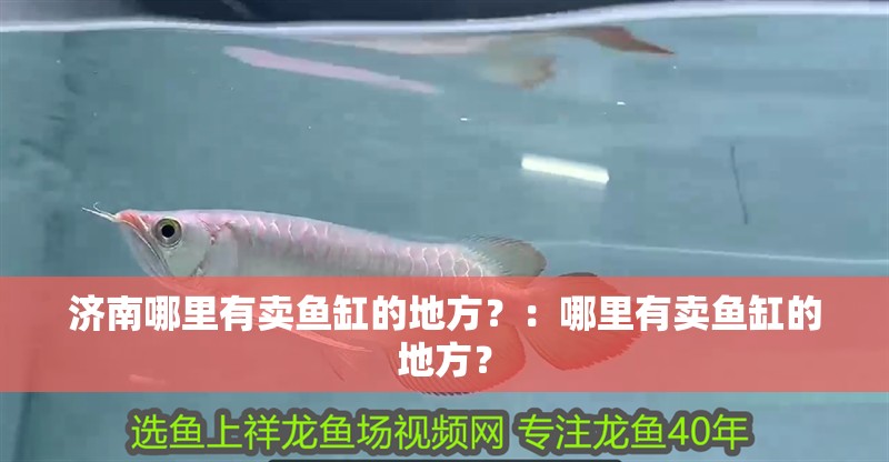 濟南哪里有賣魚缸的地方？：哪里有賣魚缸的地方？