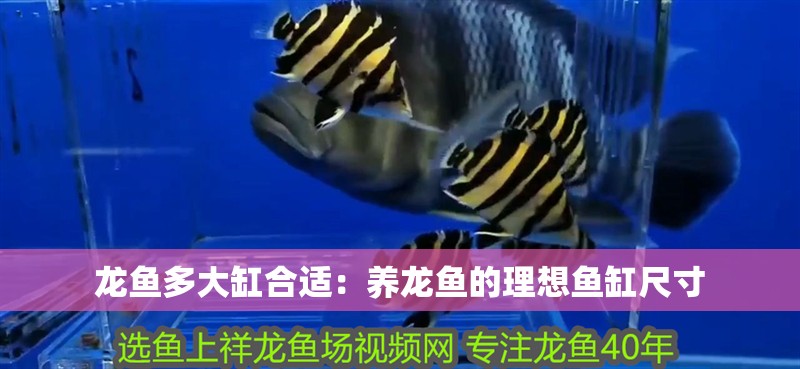 龍魚多大缸合適：養(yǎng)龍魚的理想魚缸尺寸