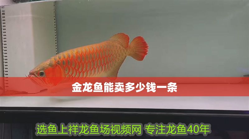 金龍魚能賣多少錢一條 金龍魚能賣多少錢一條 龍魚百科 第2張