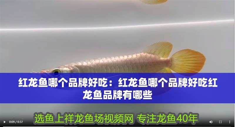 紅龍魚哪個品牌好吃：紅龍魚哪個品牌好吃紅龍魚品牌有哪些