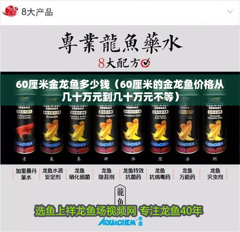 60厘米金龍魚多少錢（60厘米的金龍魚價格從幾十萬元到幾十萬元不等）