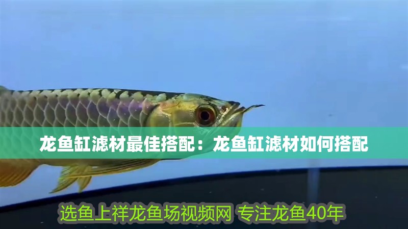 龍魚(yú)缸濾材最佳搭配：龍魚(yú)缸濾材如何搭配