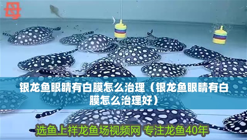 銀龍魚眼睛有白膜怎么治理（銀龍魚眼睛有白膜怎么治理好）