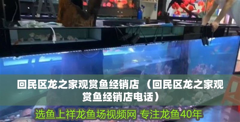 回民區龍之家觀賞魚經銷店 （回民區龍之家觀賞魚經銷店電話）