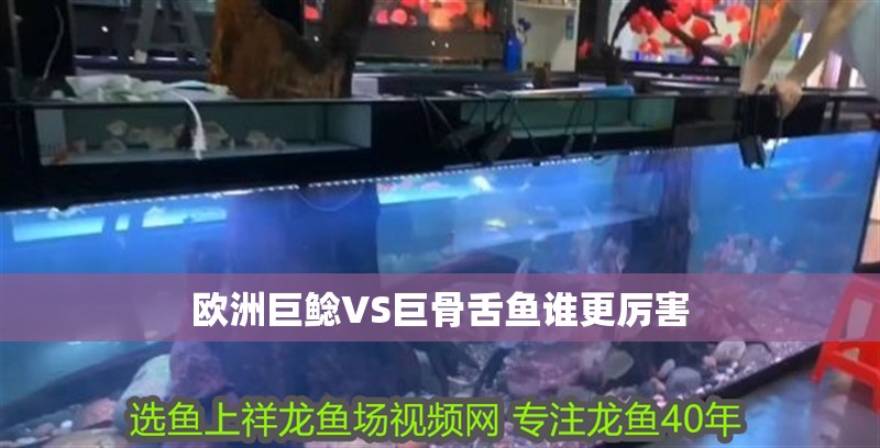 歐洲巨鯰VS巨骨舌魚誰更厲害
