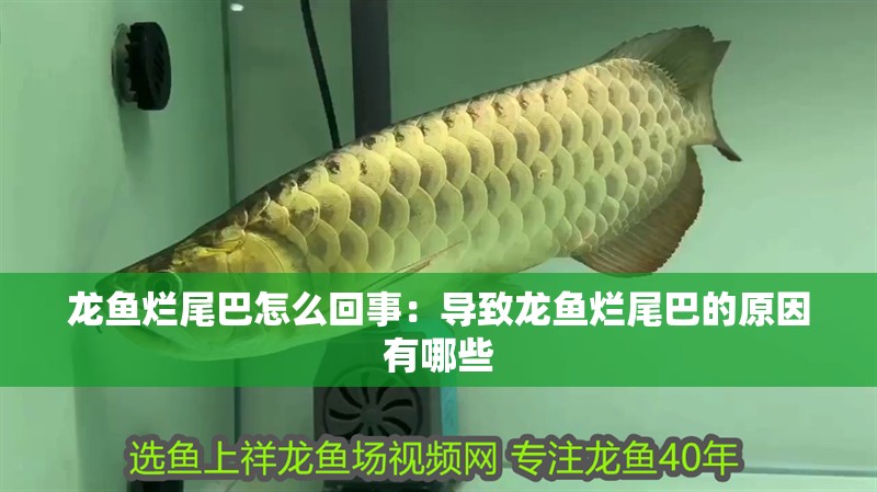 龍魚爛尾巴怎么回事：導致龍魚爛尾巴的原因有哪些