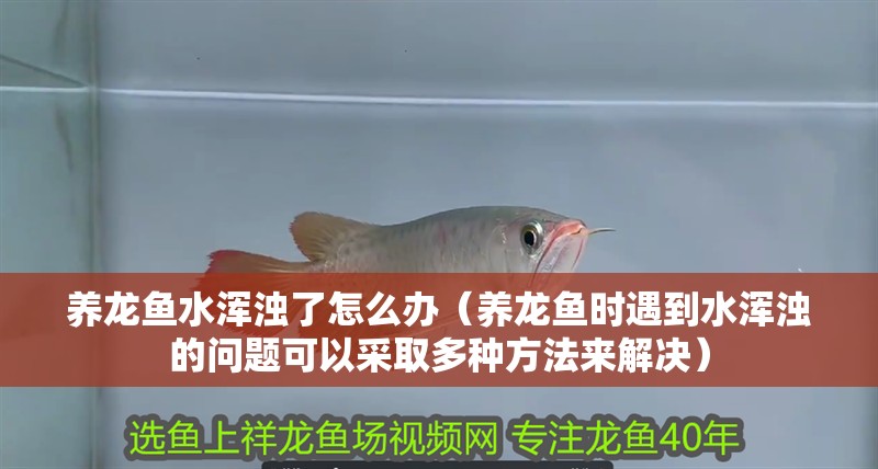 養龍魚水渾濁了怎么辦（養龍魚時遇到水渾濁的問題可以采取多種方法來解決）