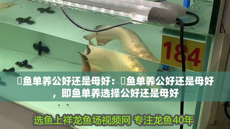 魟魚單養(yǎng)公好還是母好：魟魚單養(yǎng)公好還是母好，即魚單養(yǎng)選擇公好還是母好