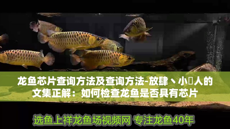 龍魚(yú)芯片查詢(xún)方法及查詢(xún)方法-放肆丶小侽人的文集正解：如何檢查龍魚(yú)是否具有芯片