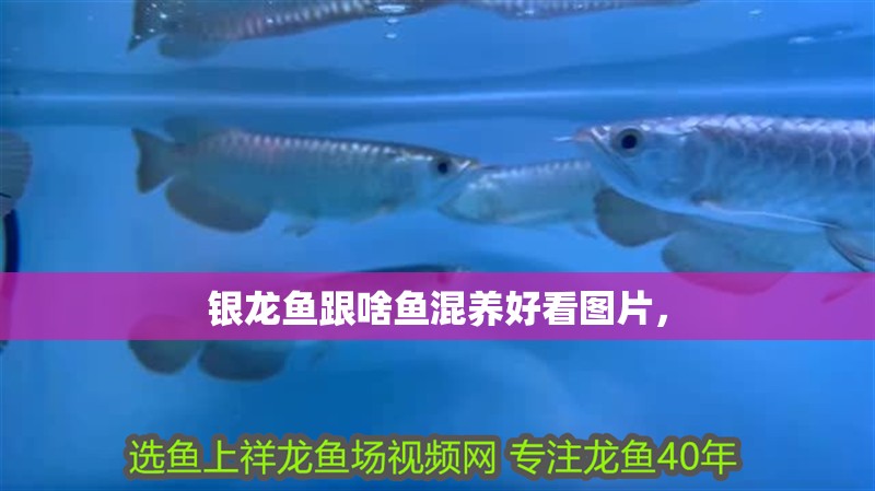 銀龍魚跟啥魚混養好看圖片， 銀龍魚跟啥魚混養好看圖片， 銀龍魚百科