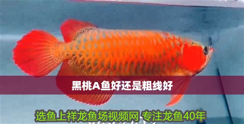 黑桃A魚(yú)好還是粗線好