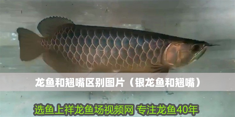 龍魚和翹嘴區(qū)別圖片（銀龍魚和翹嘴）