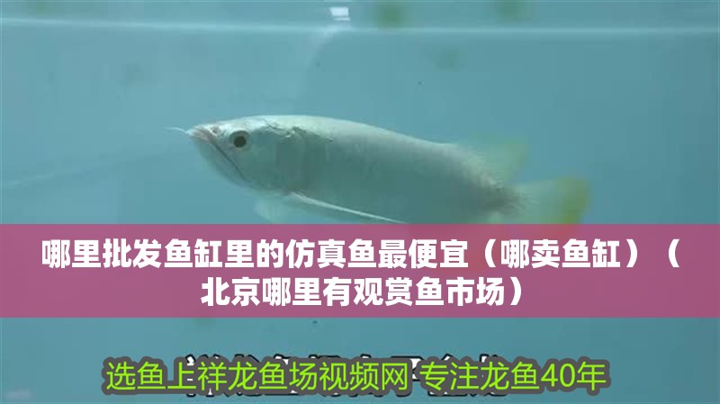 哪里批發(fā)魚缸里的仿真魚最便宜（哪賣魚缸）（北京哪里有觀賞魚市場）
