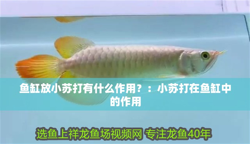 魚缸放小蘇打有什么作用？：小蘇打在魚缸中的作用