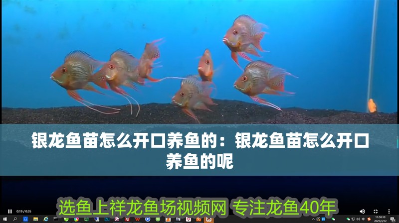 銀龍魚苗怎么開口養魚的：銀龍魚苗怎么開口養魚的呢