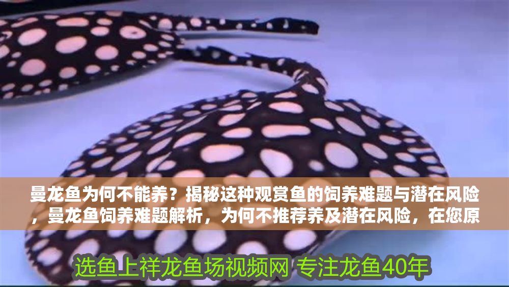 曼龍魚為何不能養？揭秘這種觀賞魚的飼養難題與潛在風險，曼龍魚飼養難題解析，為何不推薦養及潛在風險，在您原基礎上稍作優化，保持核心信息同時更簡潔明確。如需完全保留原標題風格，可直接使用您提供的標題。） 曼龍魚為何不能養？揭秘這種觀賞魚的飼養難題與潛在風險，曼龍魚飼養難題解析，為何不推薦養及潛在風險，在您原基礎上稍作優化，保持核心信息同時更簡潔明確。如需完全保留原標題風格，可直接使用您提供的標題。） 龍魚百科 第1張