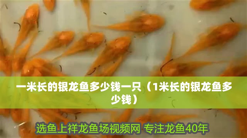 一米長的銀龍魚多少錢一只（1米長的銀龍魚多少錢）