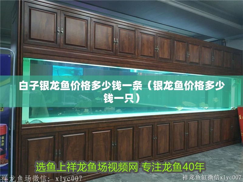 白子銀龍魚價格多少錢一條（銀龍魚價格多少錢一只）