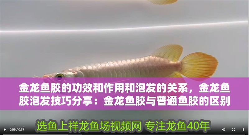 金龍魚膠的功效和作用和泡發的關系，金龍魚膠泡發技巧分享：金龍魚膠與普通魚膠的區別