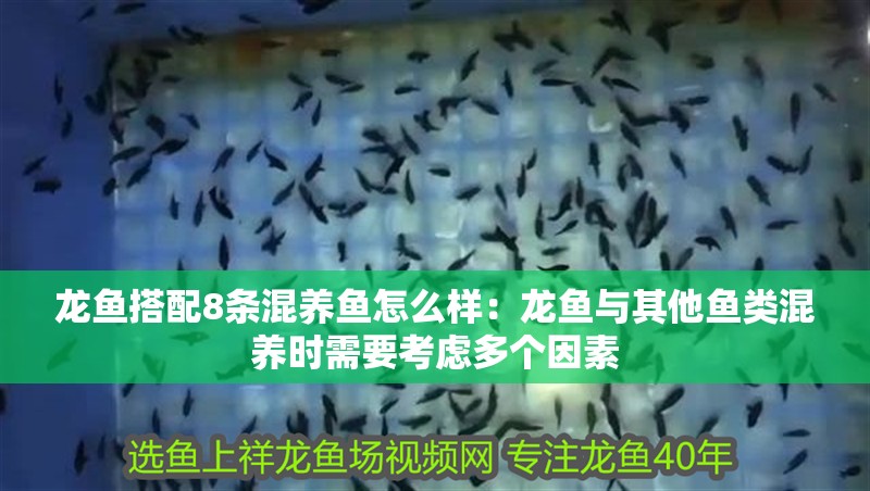 龍魚搭配8條混養魚怎么樣：龍魚與其他魚類混養時需要考慮多個因素