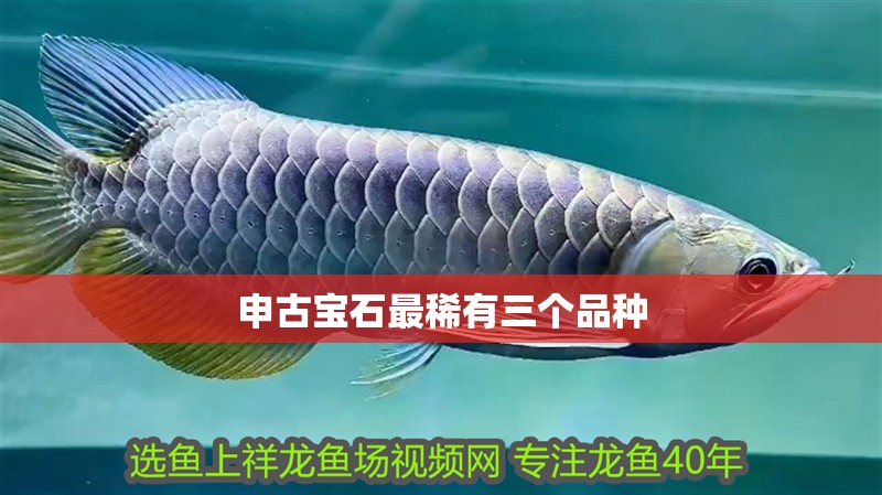 申古寶石最稀有三個品種