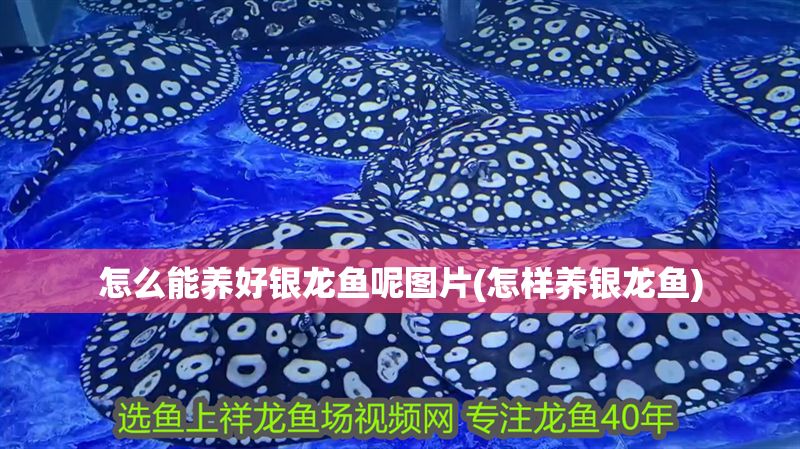 怎么能養好銀龍魚呢圖片(怎樣養銀龍魚)