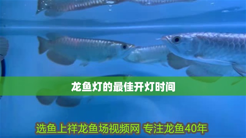 魚缸用增氧泵價格是多少:魚缸增氧機-xtrac增氧機-xtrac增氧機 龍魚燈的最佳開燈時間 龍魚論壇 龍魚燈的最佳開燈時間 龍魚燈的最佳開燈時間 龍魚論壇