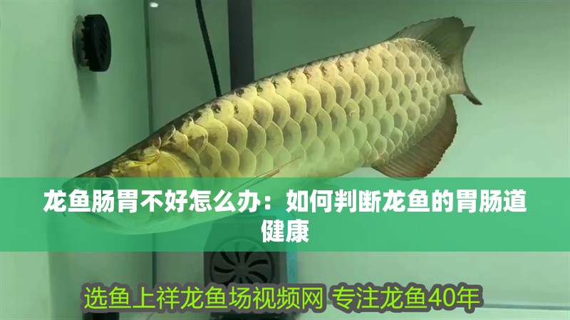 龍魚腸胃不好怎么辦：如何判斷龍魚的胃腸道健康