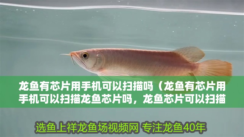 龍魚有芯片用手機可以掃描嗎（龍魚有芯片用手機可以掃描龍魚芯片嗎，龍魚芯片可以掃描嗎）